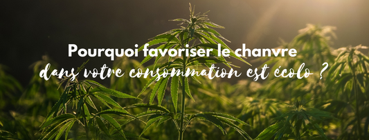 Réintroduire le chanvre dans notre quotidien